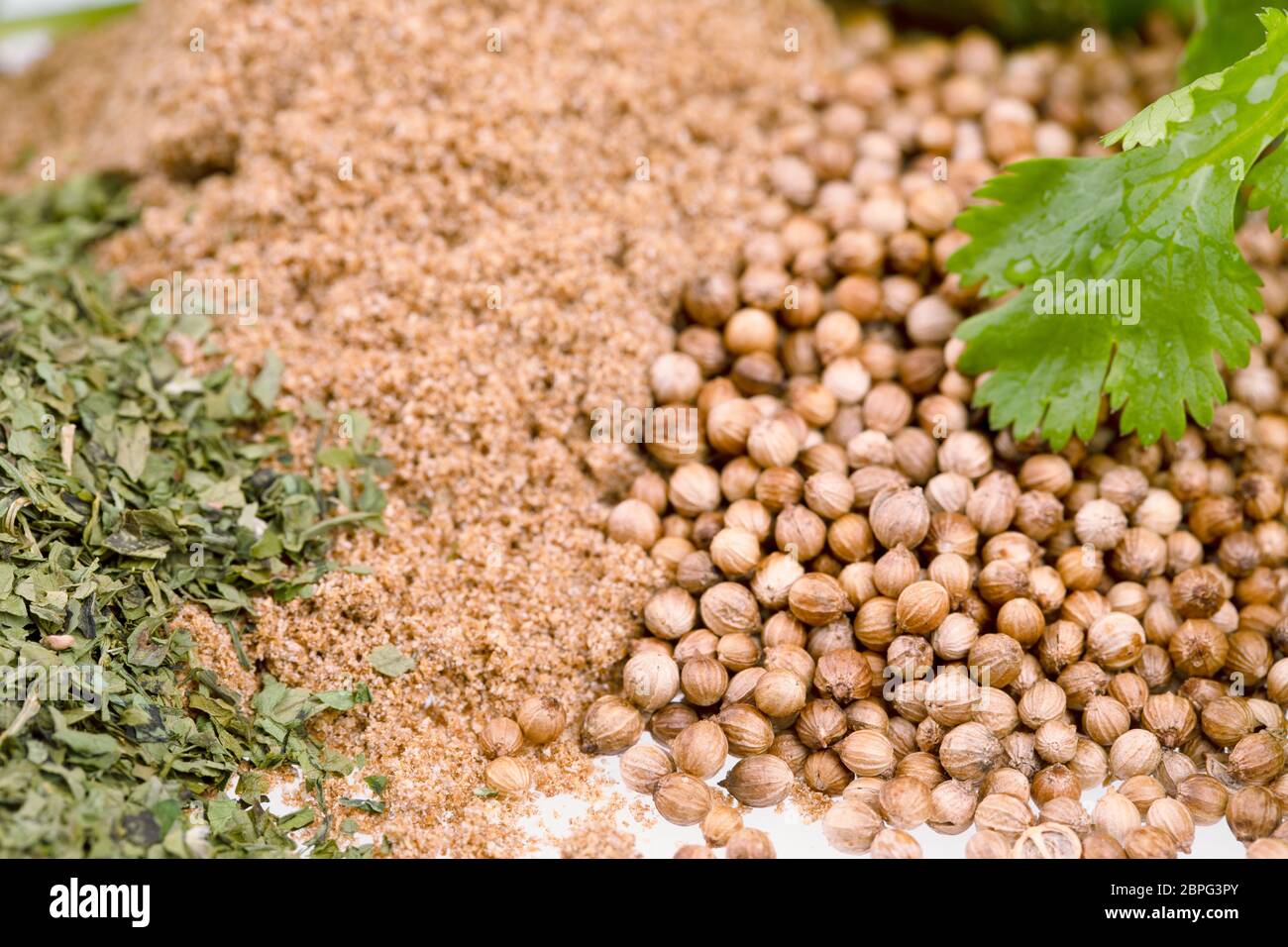 Close up of fresh cilantro leaves and piles of dried cilantro leaves