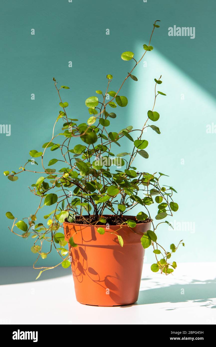 plant pots on the wall 5.5