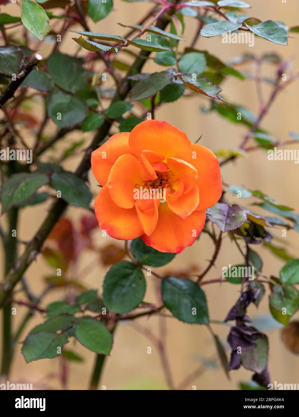 Beautiful Open Cupped Orange Rose Growing in a Border in a Garden in Alsager Cheshire England United Kingdom UK Stock Photo