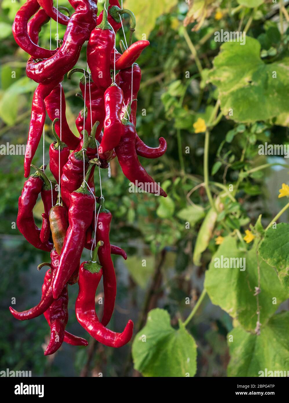red raw ripe hot chili peppers hanging on a rope, close up Stock Photo ...