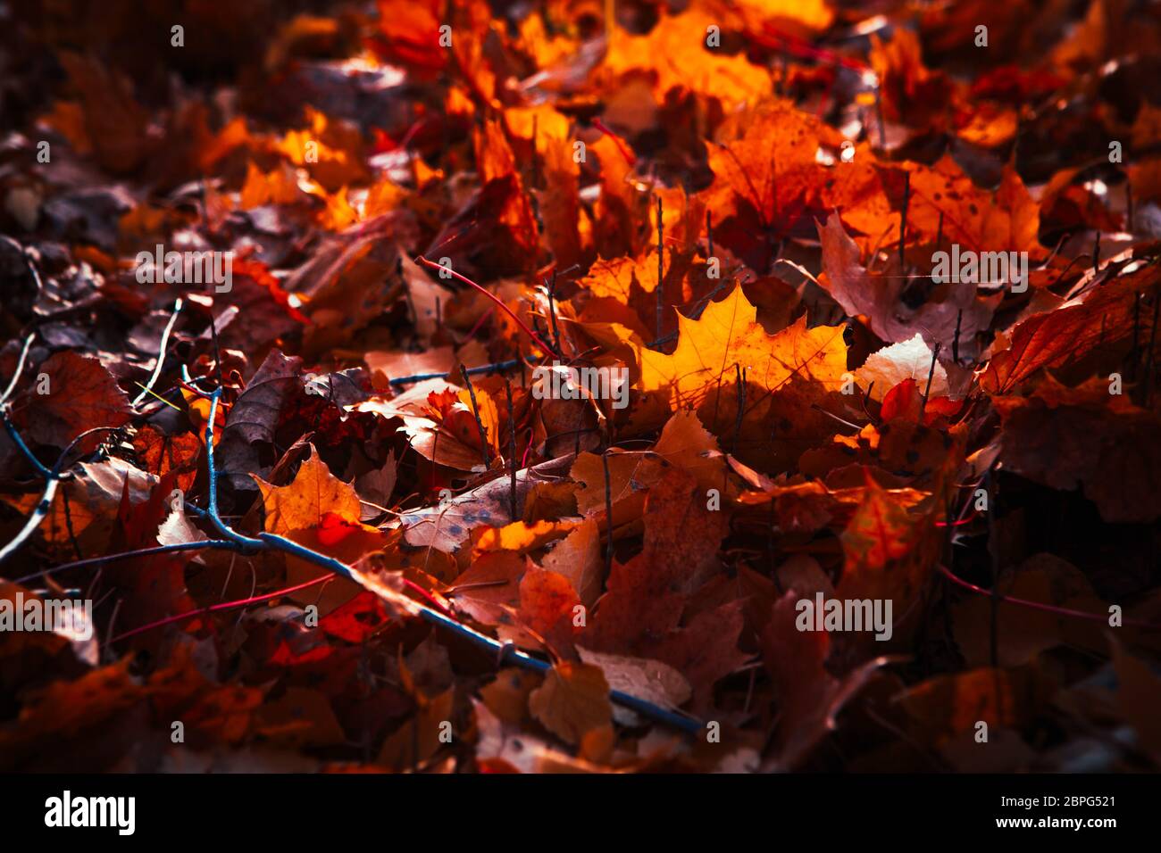 autumn leaves are large in the forest Stock Photo - Alamy