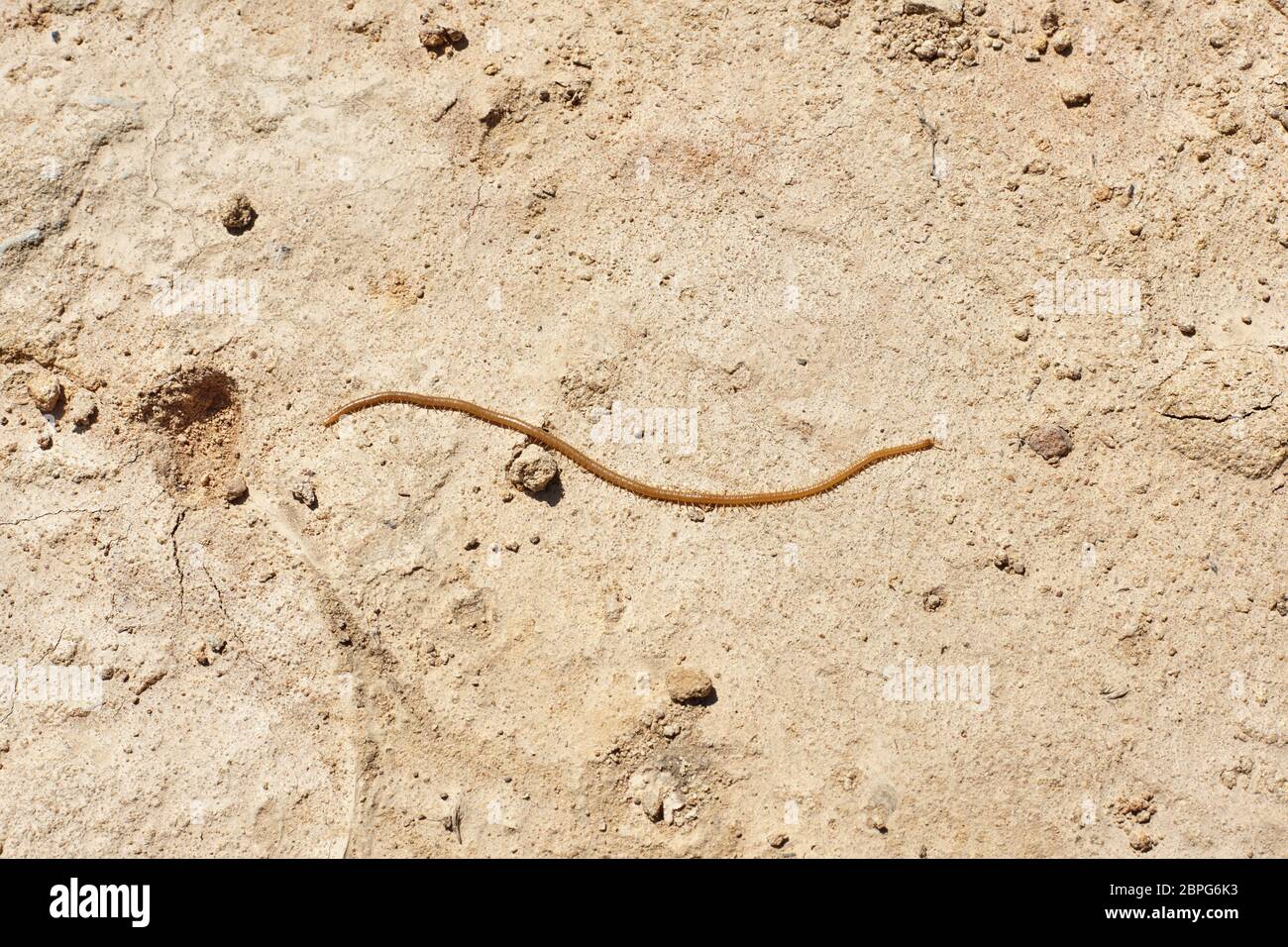 millepede insect on dry soil. Stock Photo