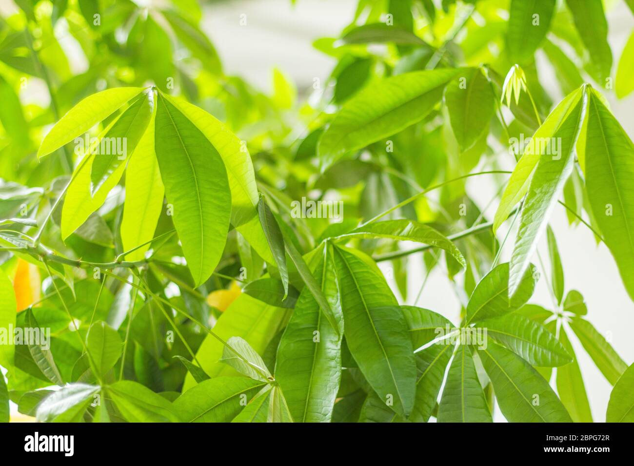 Money tree Pachira aquatica with leaves in a strong green shade symbol of luck wealth money tree care vitality fresh cosmetic Stock Photo