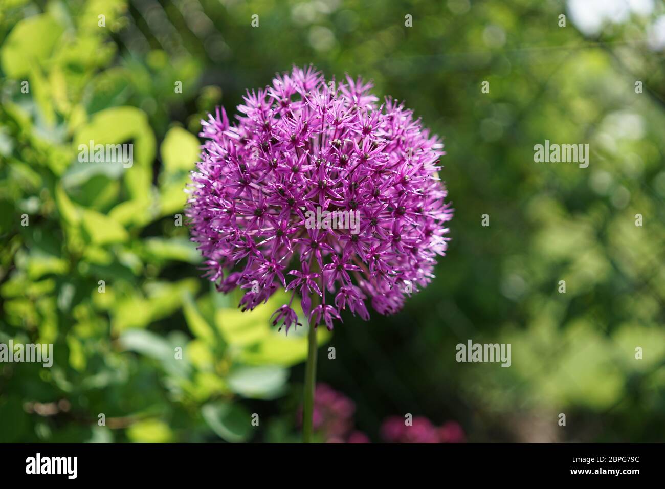 purple Allium plant Stock Photo Alamy