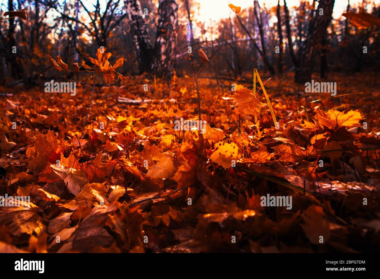 Autumn leaves close up on sun background Stock Photo - Alamy