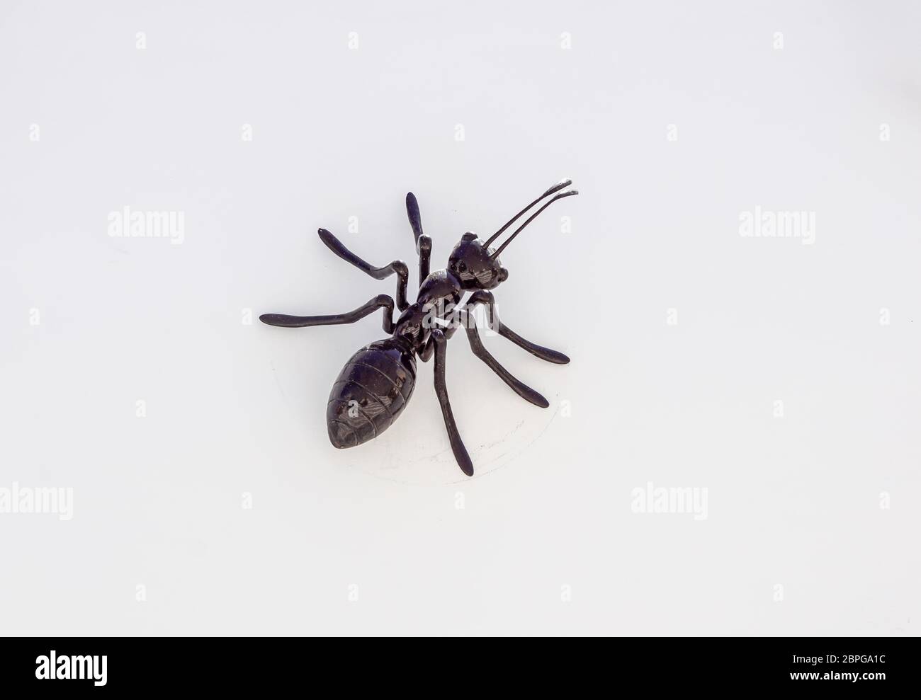 ants on a white wall Stock Photo Alamy