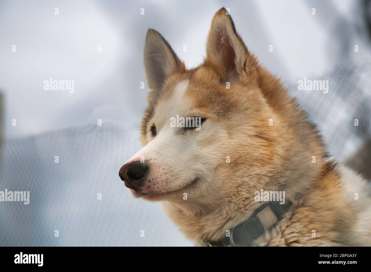 Close up a traditional huskie dog in Spitsbergen, Svalbard, Northern Norway Stock Photo