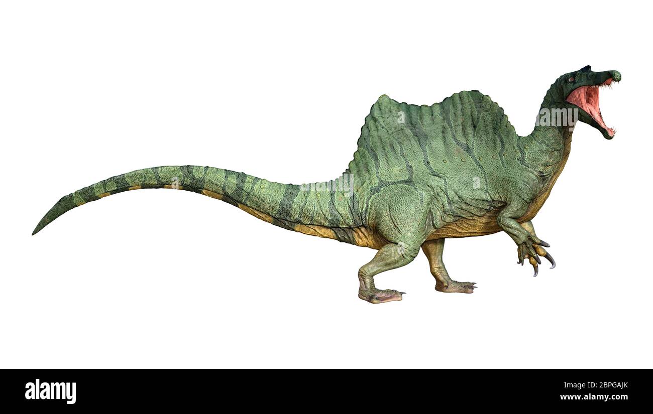 3D rendering of a dinosaur Spinosaurus isolated on white background ...