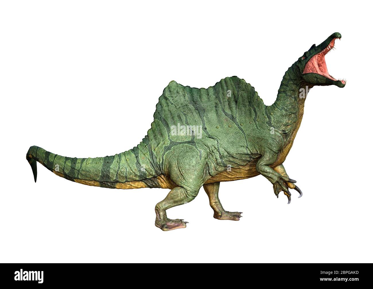 3D rendering of a dinosaur Spinosaurus isolated on white background ...