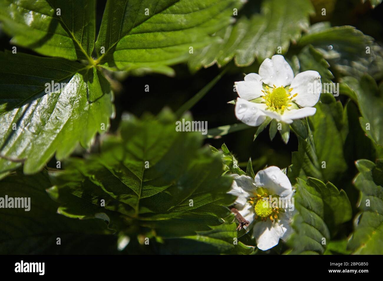 strawberry flowers in the field Stock Photo - Alamy