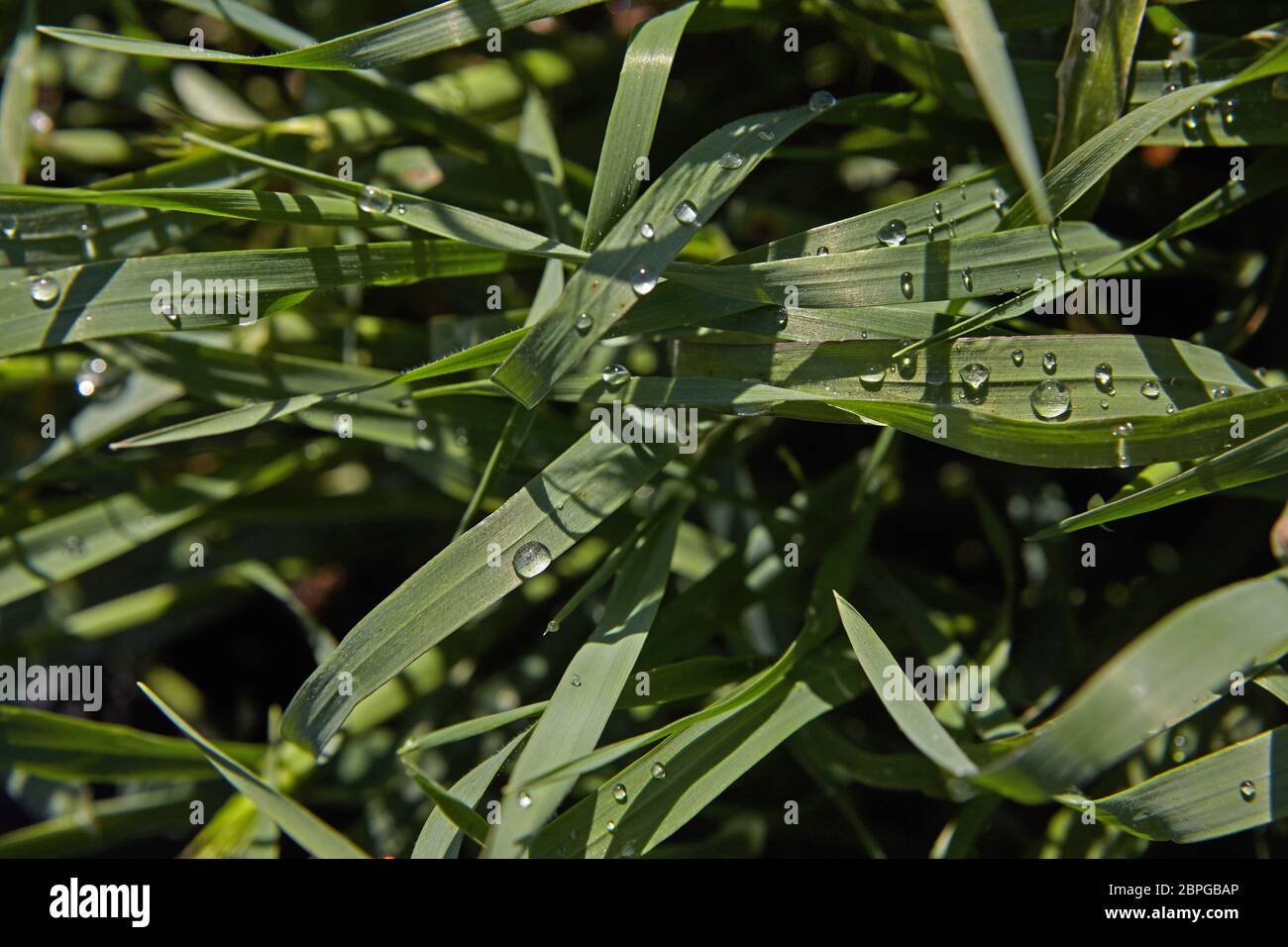 raindrops on the grass. Stock Photo