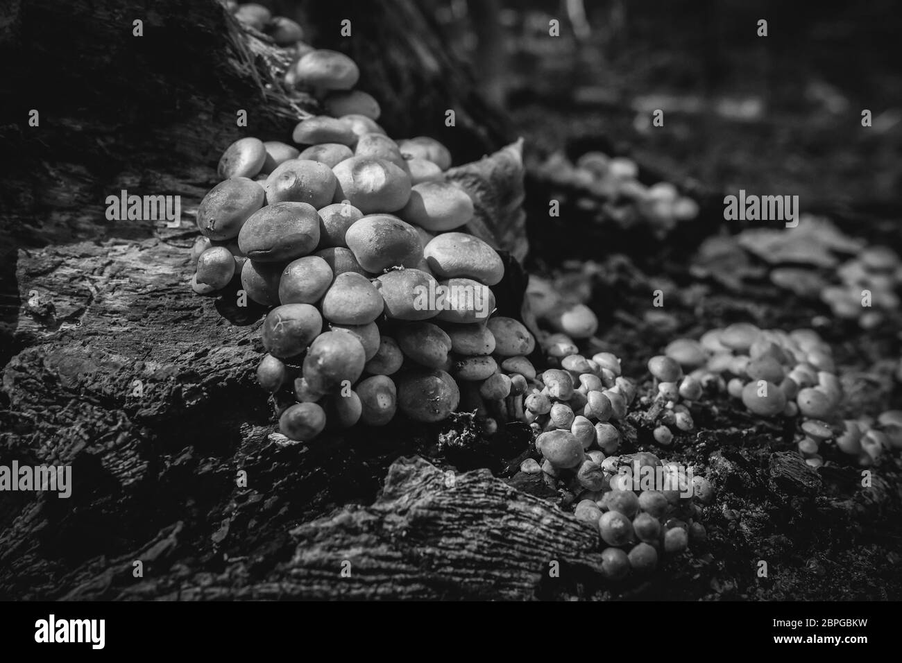 Aufnahme von Grünblättrige Schwefelköpfe auf Totholz - zum Thema Mykologie - Detailaufnahme - in schwarz weiß Stock Photo