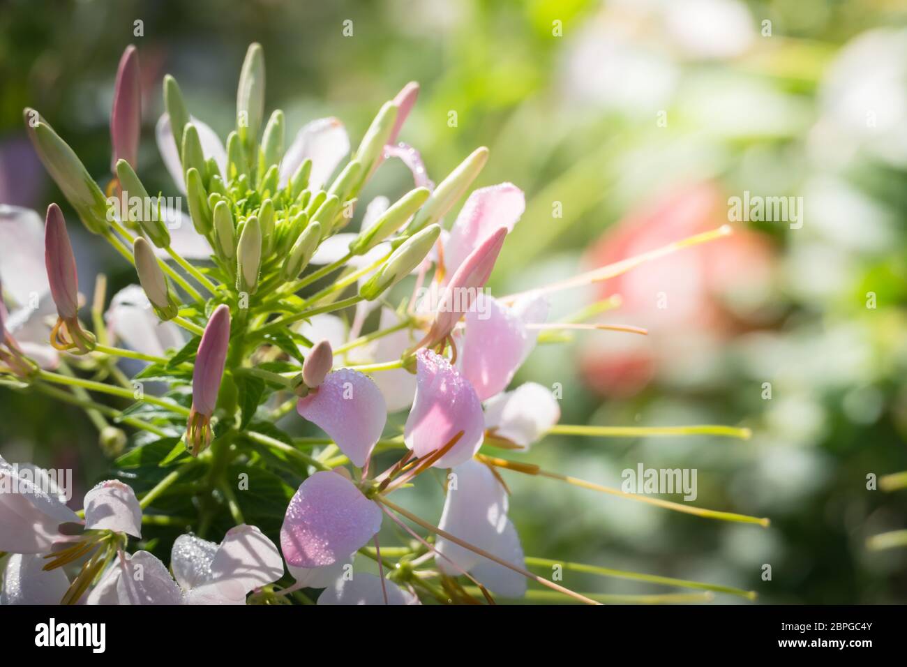 The background image of the colorful flowers, background nature Stock ...
