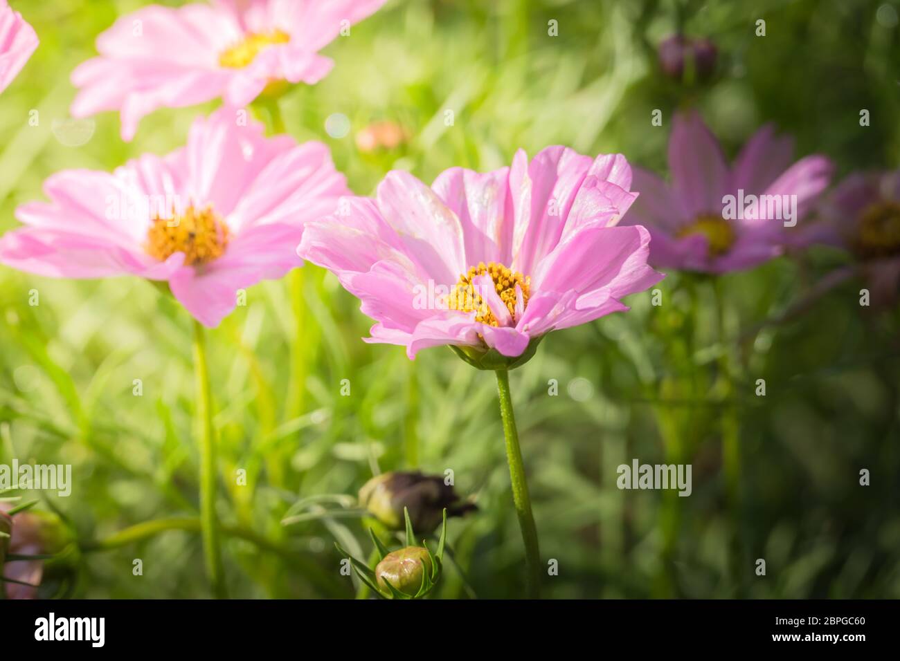 The background image of the colorful flowers, background nature Stock ...