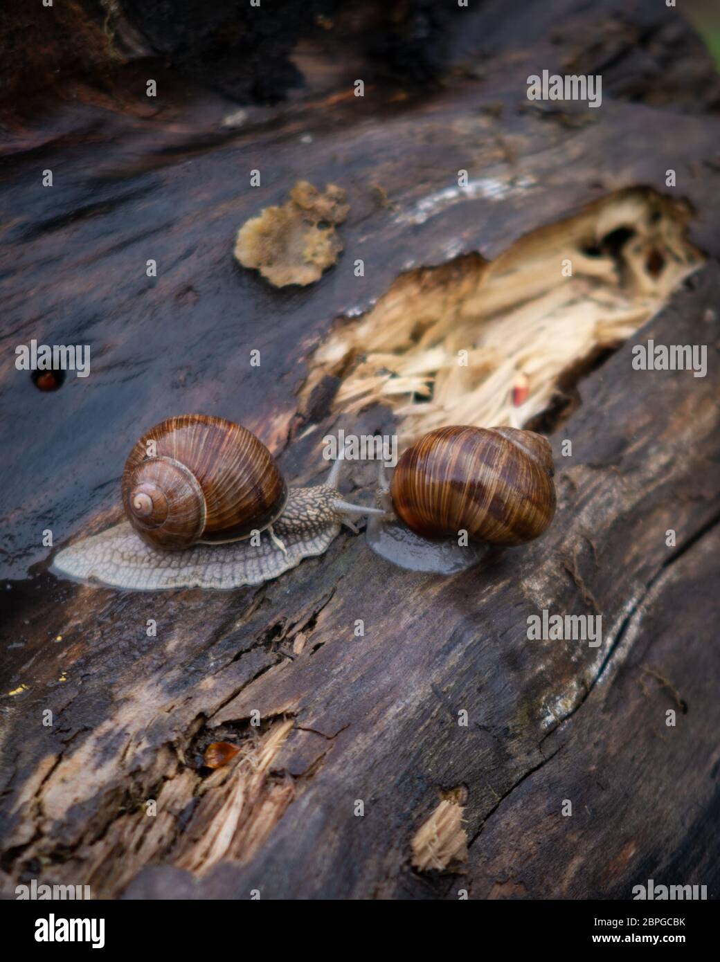 Two grape snails on an old brown stump after rain Stock Photo