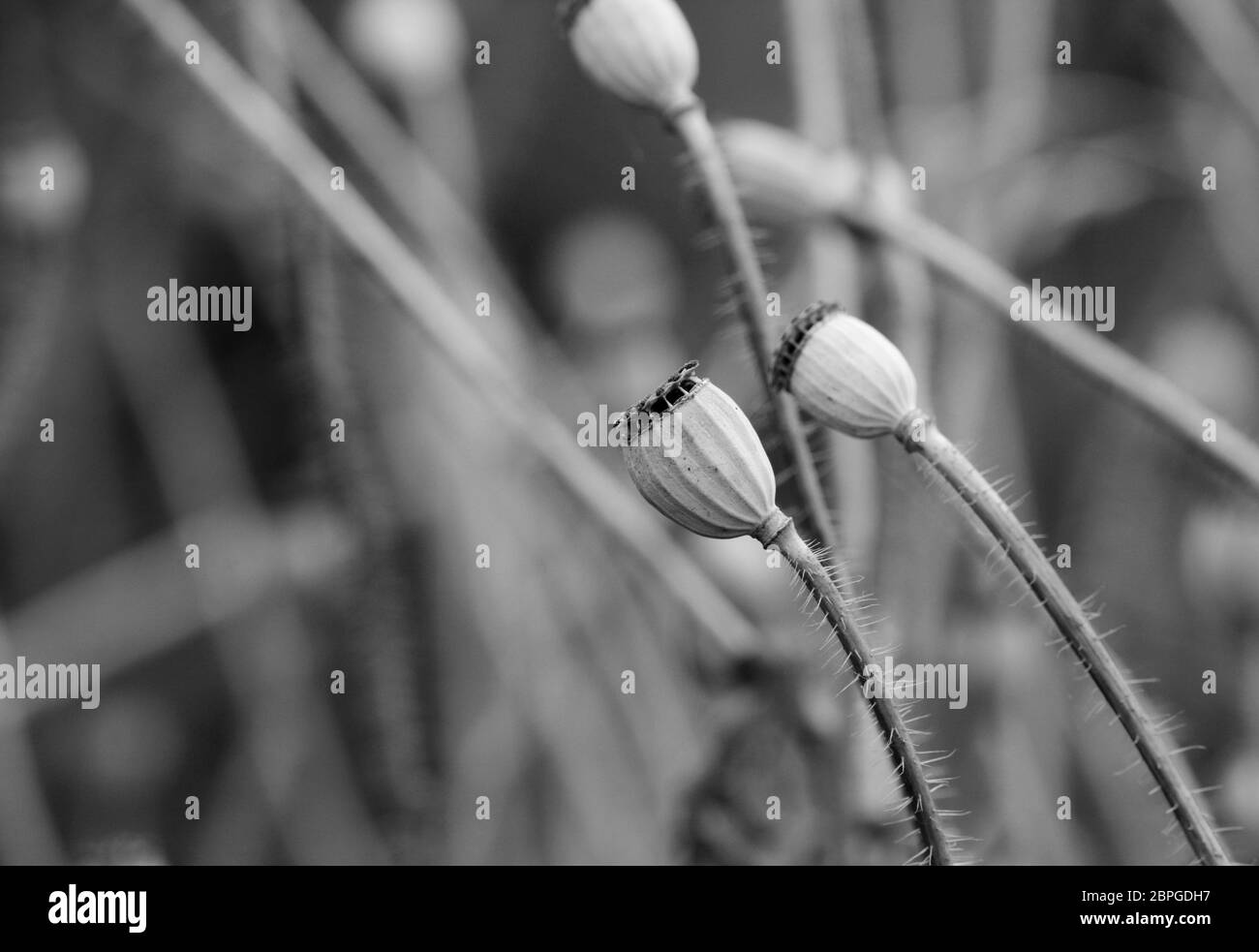 Macro of dry poppy seed heads, against a blurred background of more seed pods - monochrome processing Stock Photo
