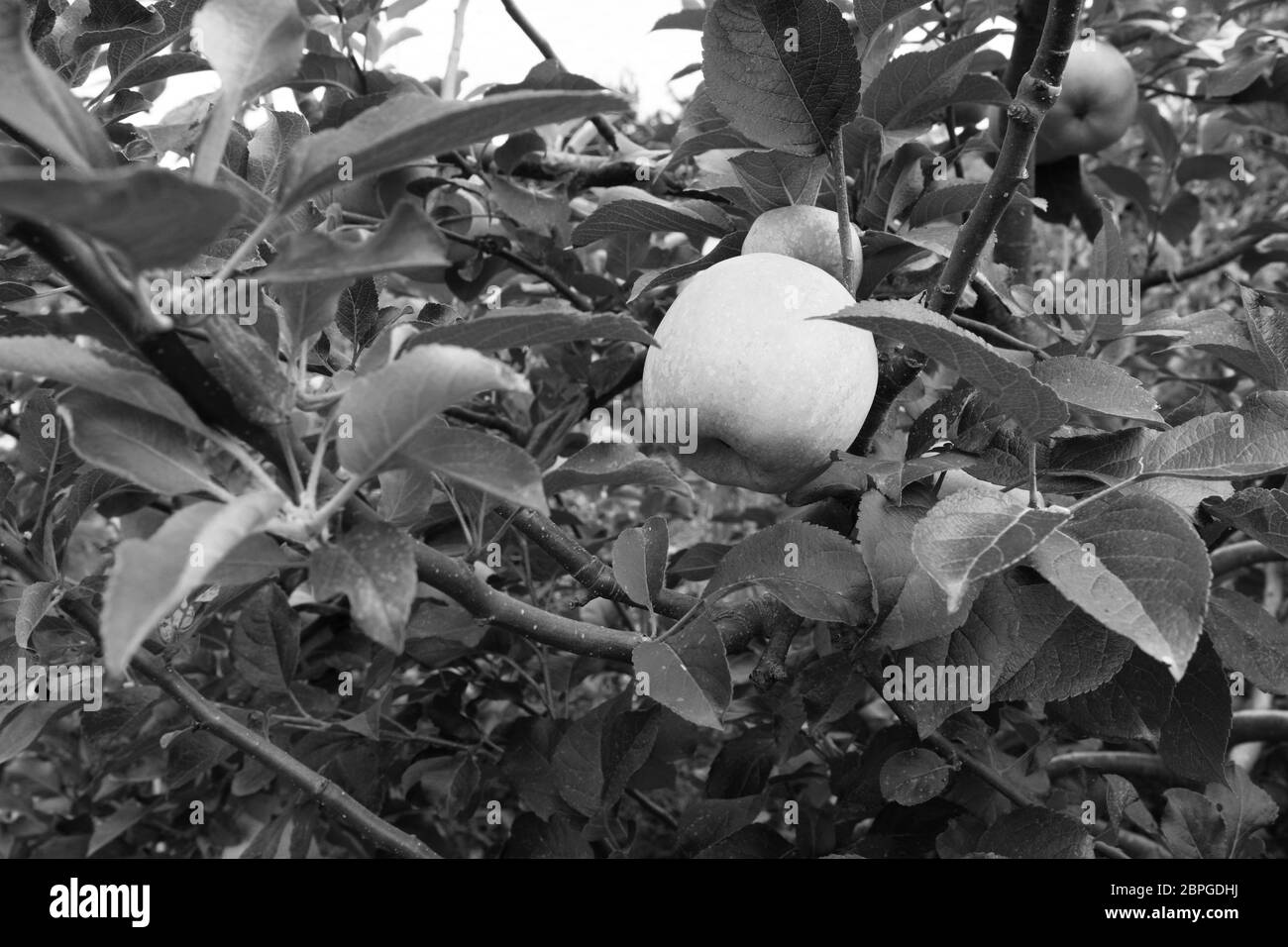 Braeburn apple ripening on the branch - monochrome processing Stock Photo