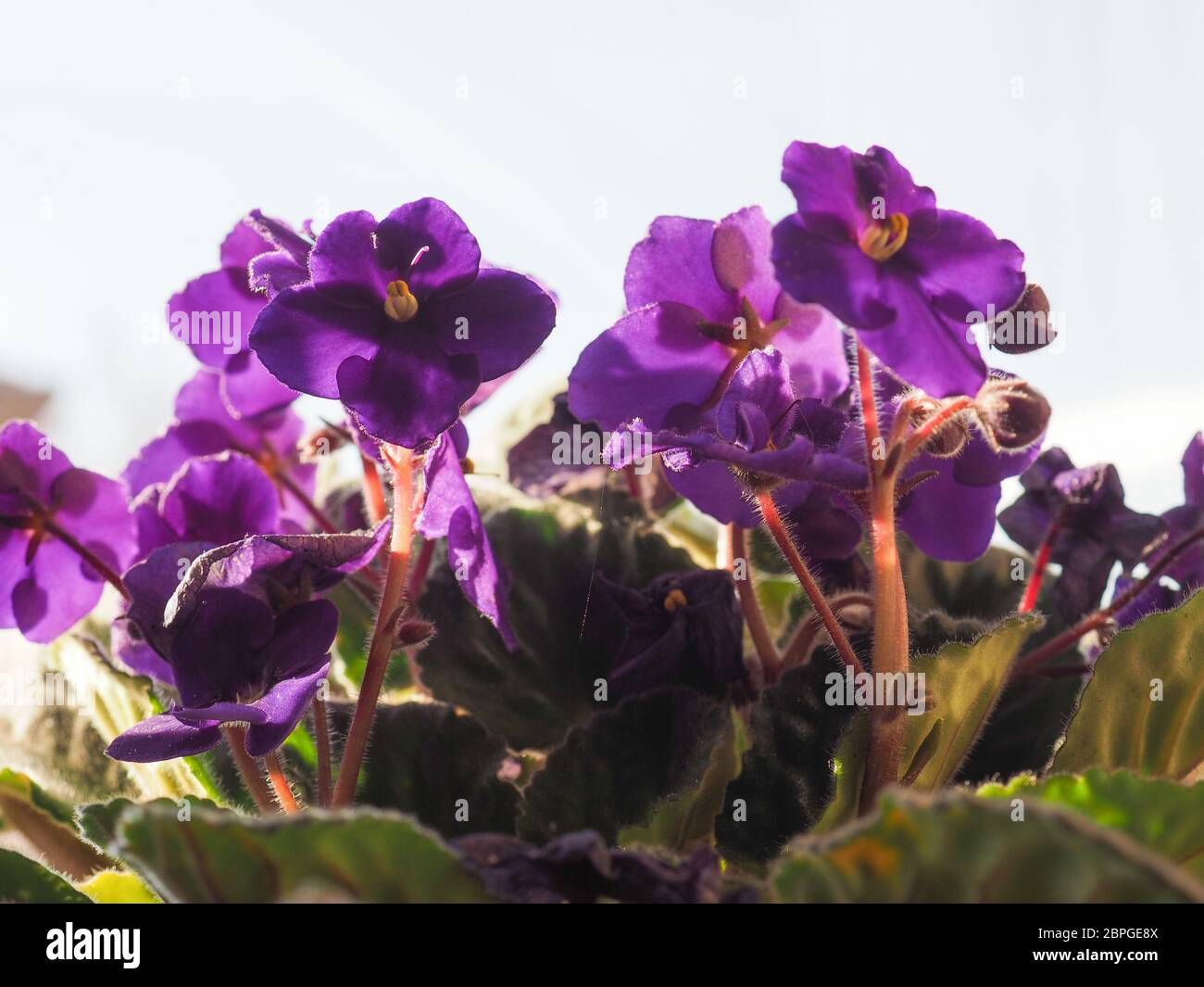 purple flower of plant saintpaulia aka African Violet Stock Photo