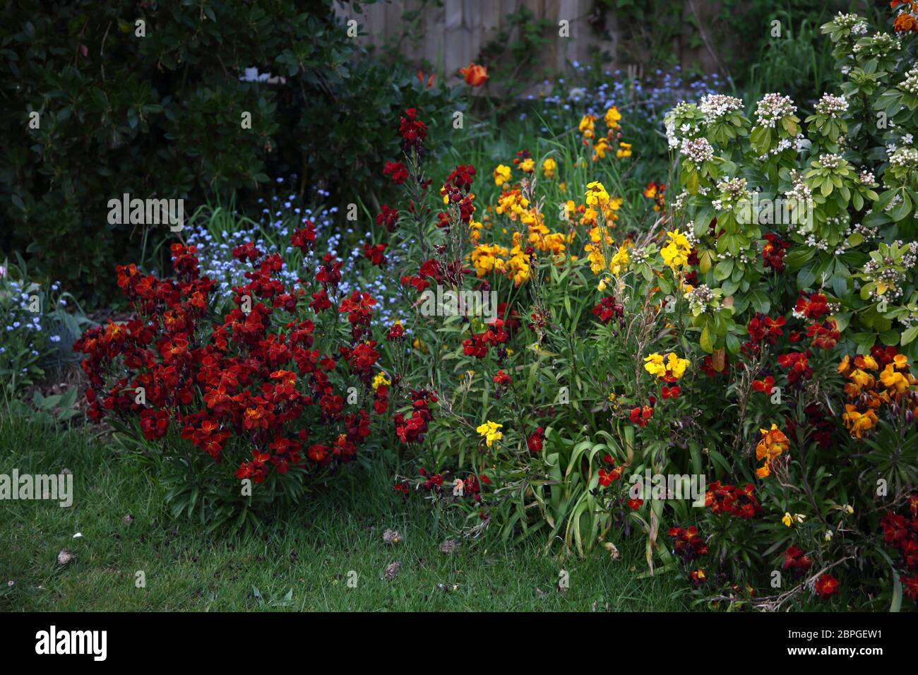 wallflowers and me nots growing in garden Surrey England Stock