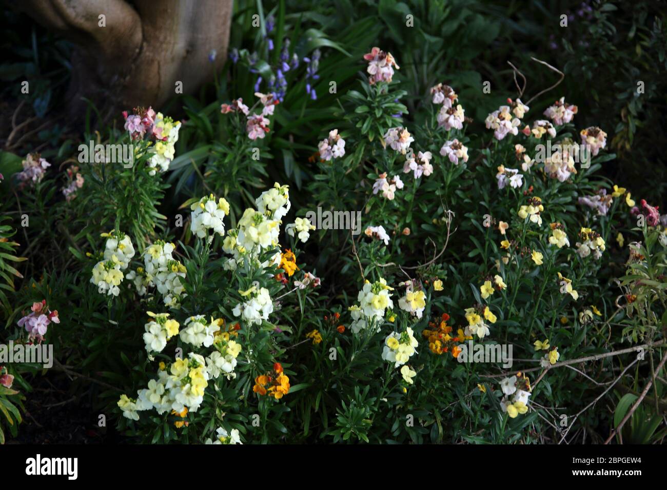 Wallflowers Erysimum Stock Photo