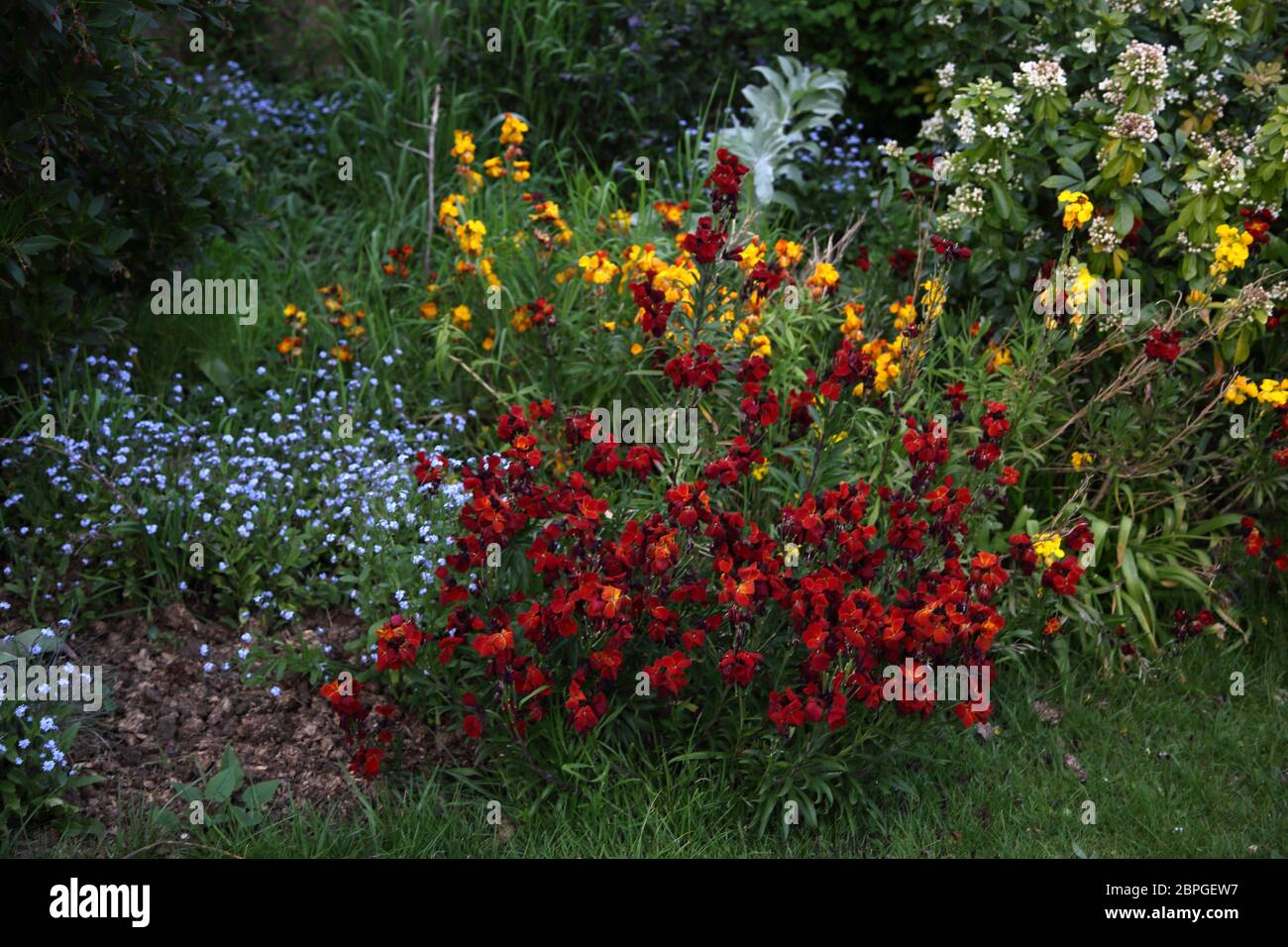 wallflowers and me nots growing in garden Surrey England Stock
