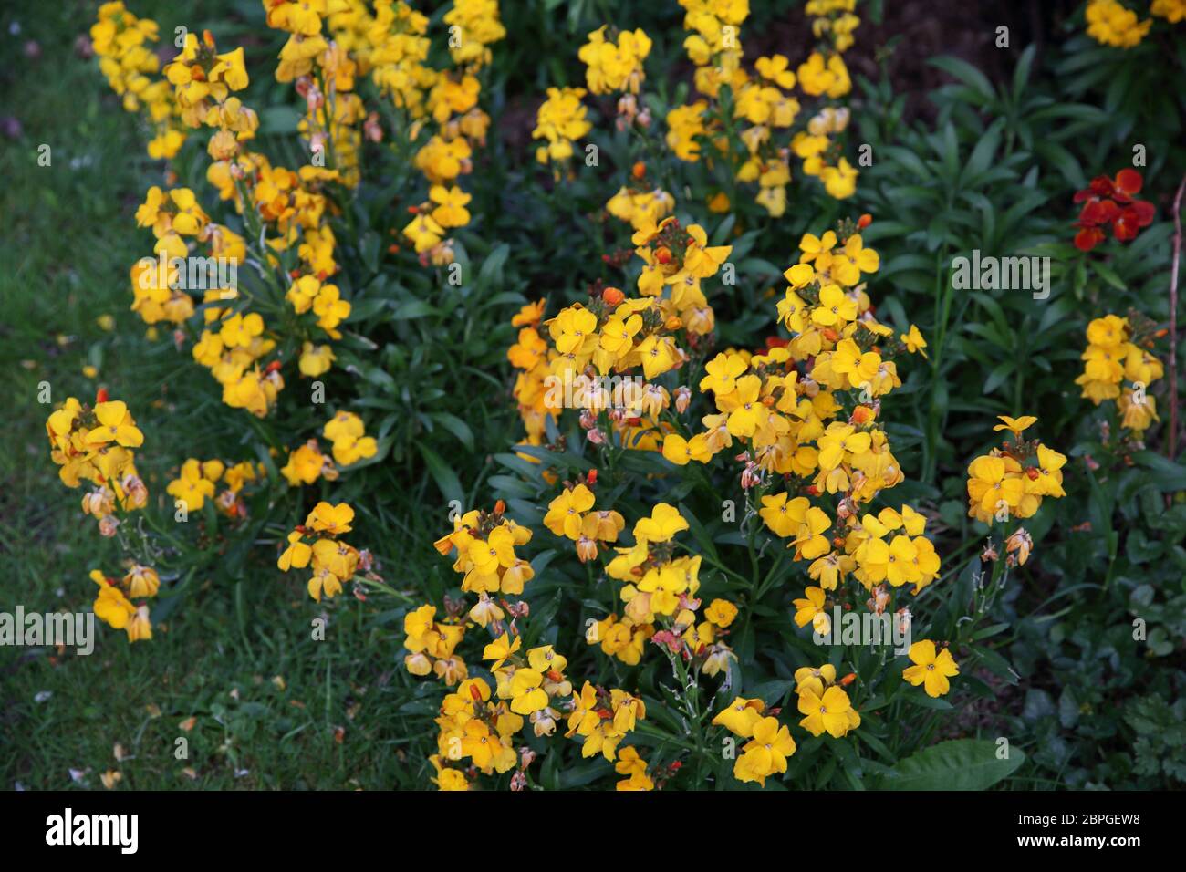Yellow wallflowers in Garden Surrey England Stock Photo Alamy