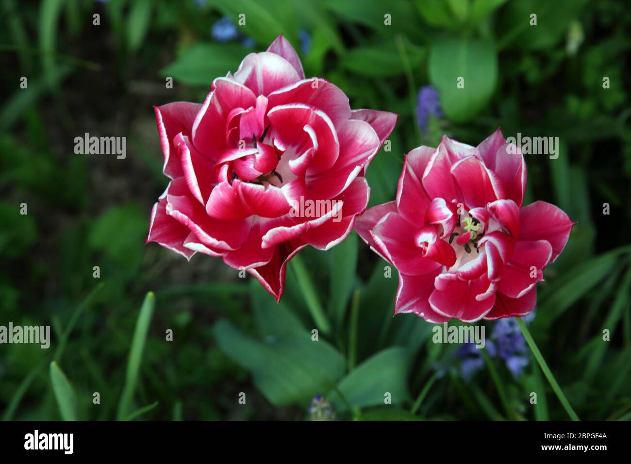 Multipe Floral Multi flora hi-res stock photography and images - Alamy