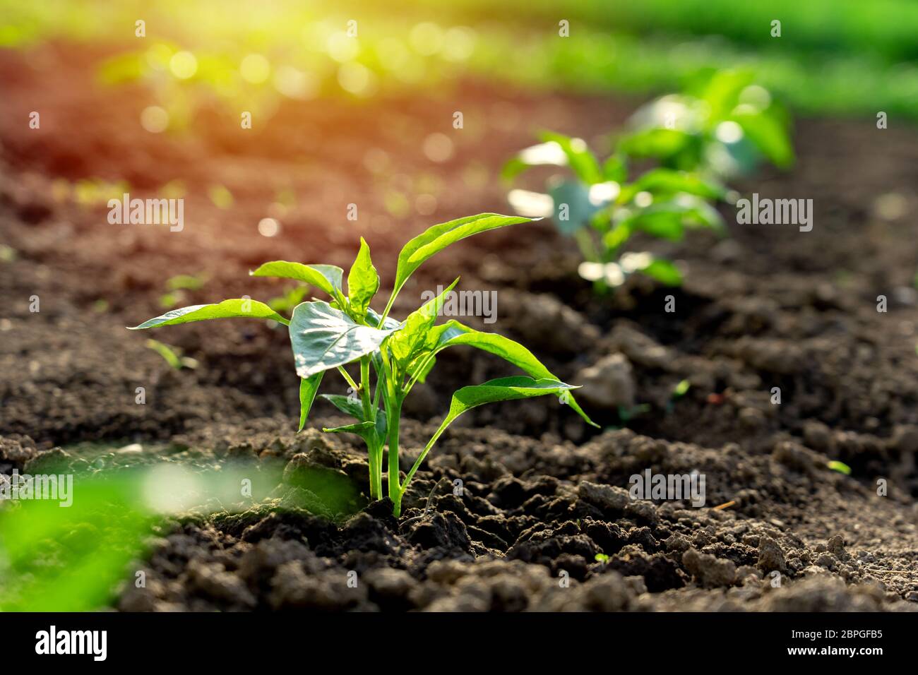 paprika plant growing in rows in the self-supporting kitchen garden Stock Photo