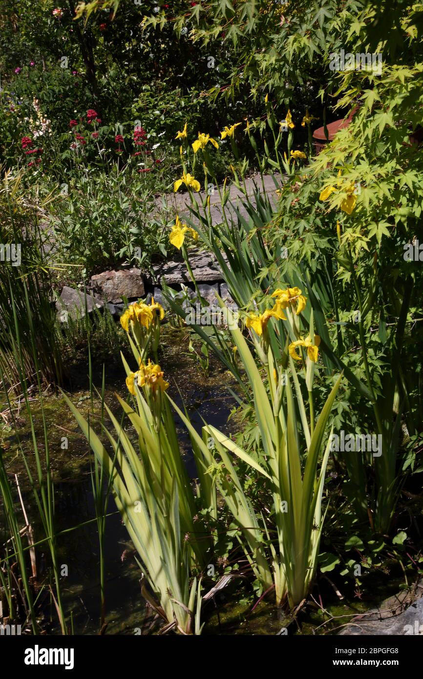 Iris pseudacorus (yellow flag, yellow iris, water flag) is a species of flowering plant of the family Iridaceae. Stock Photo
