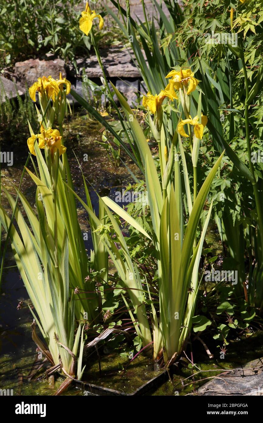 Iris pseudacorus (yellow flag, yellow iris, water flag) is a species of flowering plant of the family Iridaceae. Stock Photo