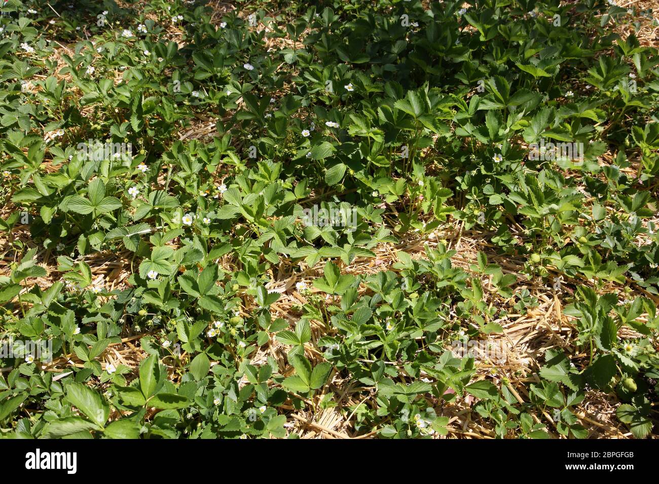 Strawberries Flowering and Fruiting in Straw Mulch In Garden Surrey England Stock Photo