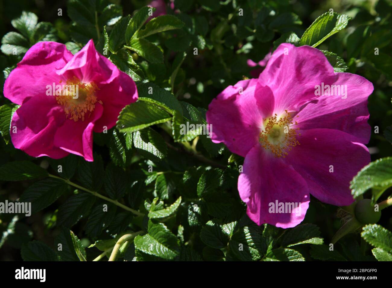 Rosa Rugosa Rubra Japanese Rose Growing in Garden Surrey England Stock Photo