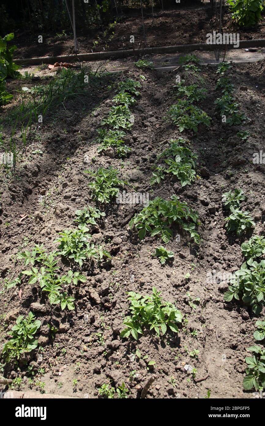 Potatoes growing in furrows in Garden, Surrey England Stock Photo
