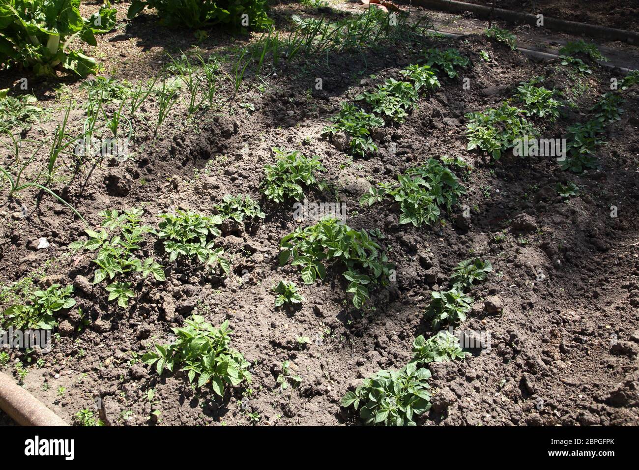 Potatoes growing in furrows with Onions in Garden, Surrey England Stock Photo