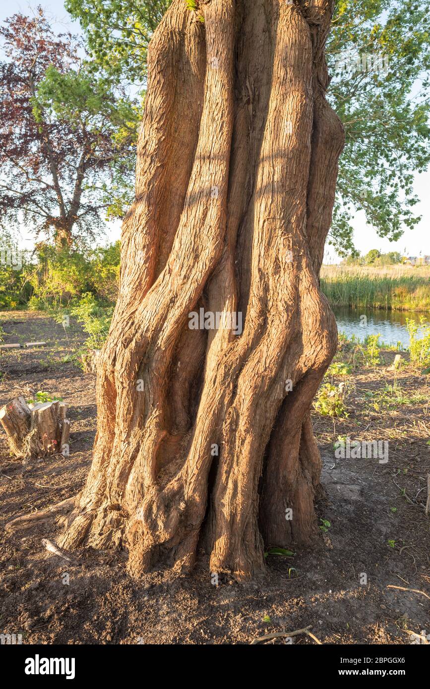 Redwood Roots High Resolution Stock Photography And Images Alamy Redwood Roots High Resolution Stock Photography And Images Alamy