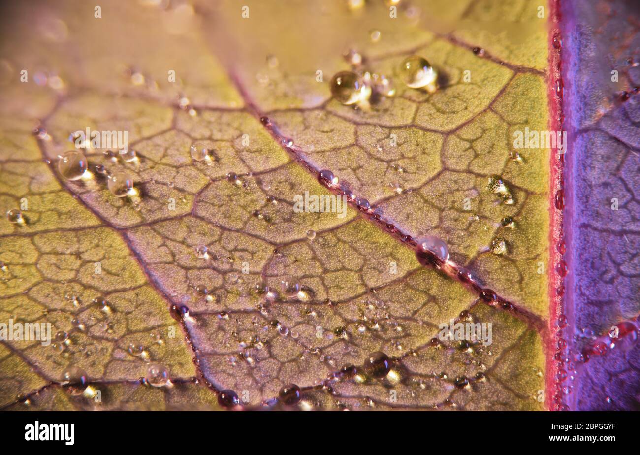 Green leaf veins and dew drops hi-res stock photography and images - Alamy
