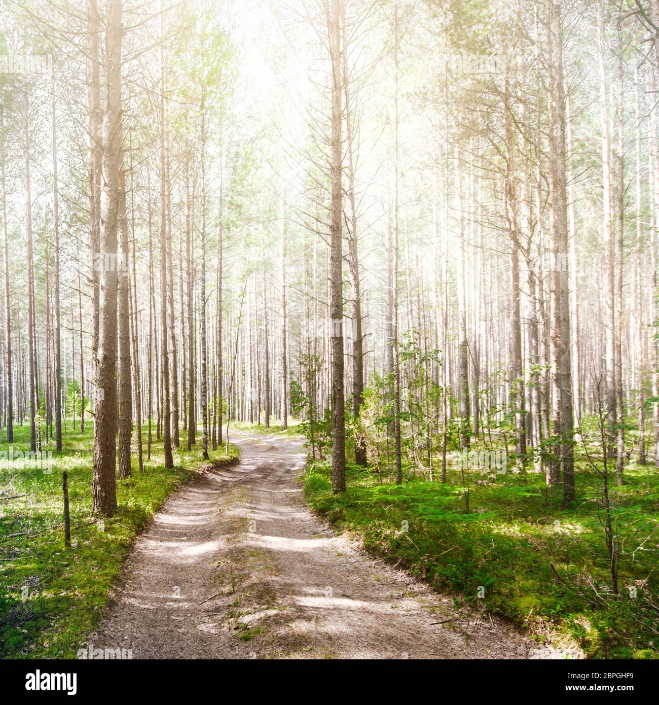 Summer road. Forest day green landscape background Stock Photo - Alamy
