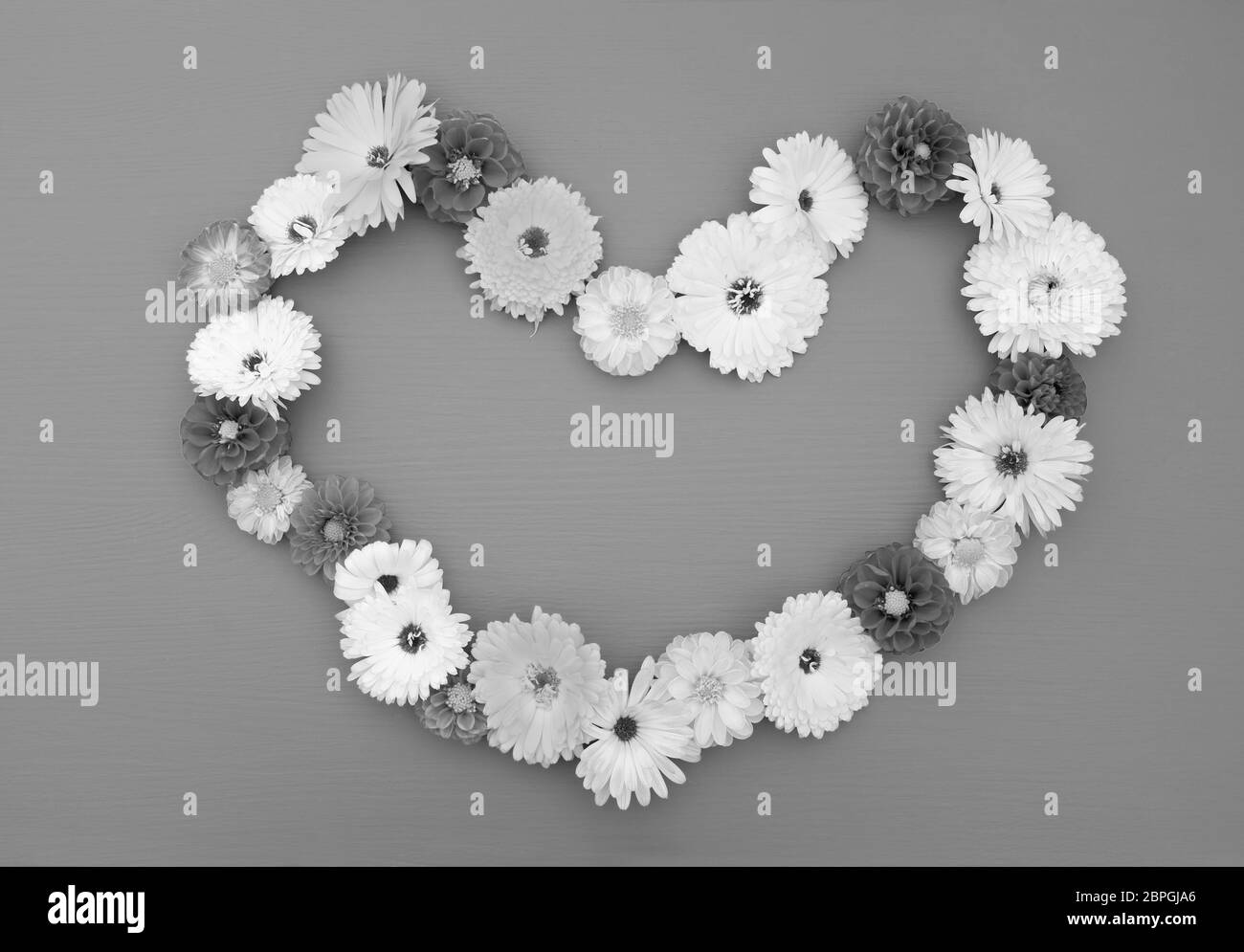 Hollow heart shape of dahlias and calendulas on a painted wooden background with copy space - monochrome processing Stock Photo
