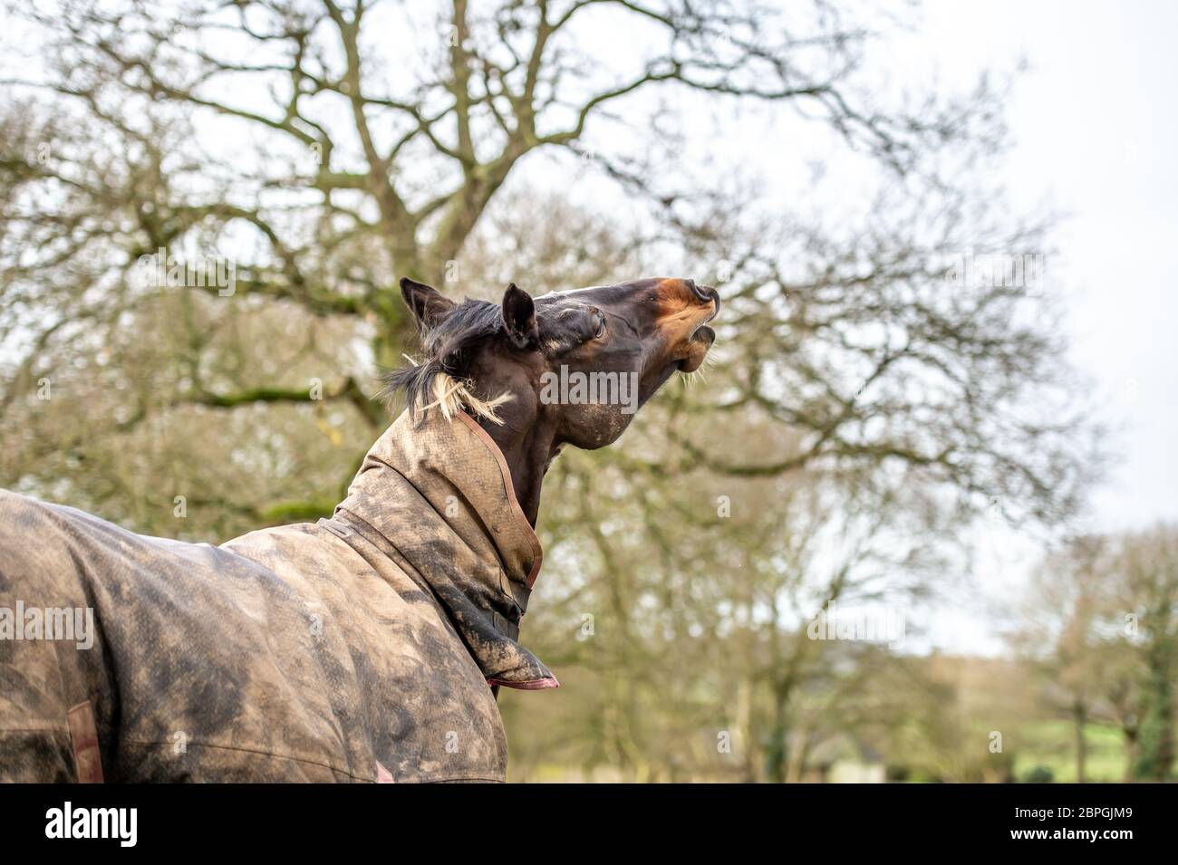 Horse throwing her head Stock Photo Alamy