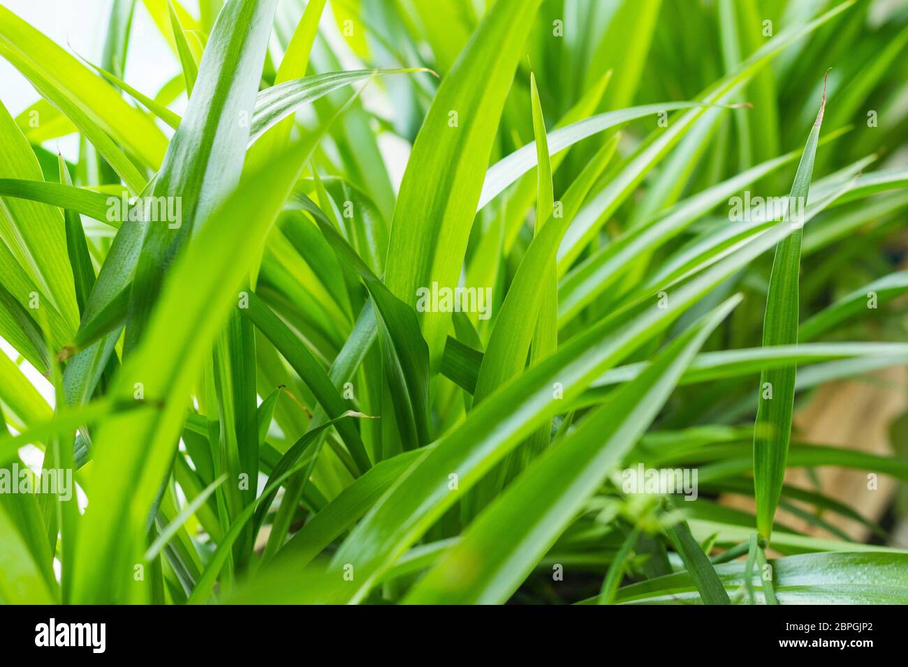Green lily Chlorophytum comosum Green spider plant in close-up growth decoration plant robust houseplant Stock Photo
