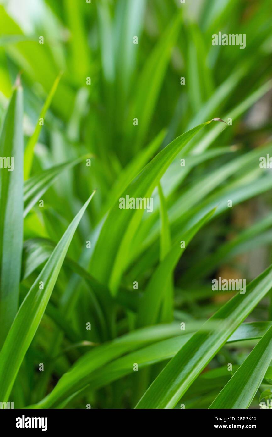 Green lily Chlorophytum comosum Green spider plant in close-up growth decoration plant robust houseplant Stock Photo