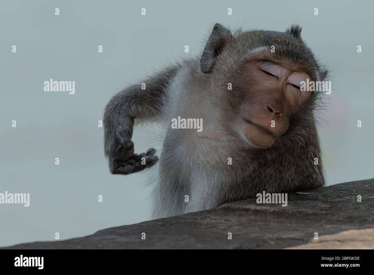 monkey scratching dandruff｜TikTok Search