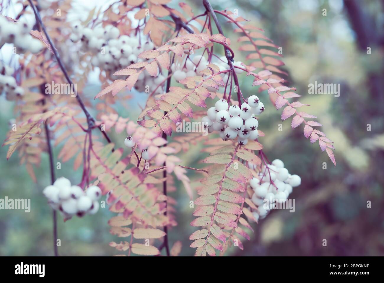 Autumnal detail of a wild Chinese Rowan tree branch with mountain ash leaves and white sorbus berries in a feminine soft pink color tone. Stock Photo