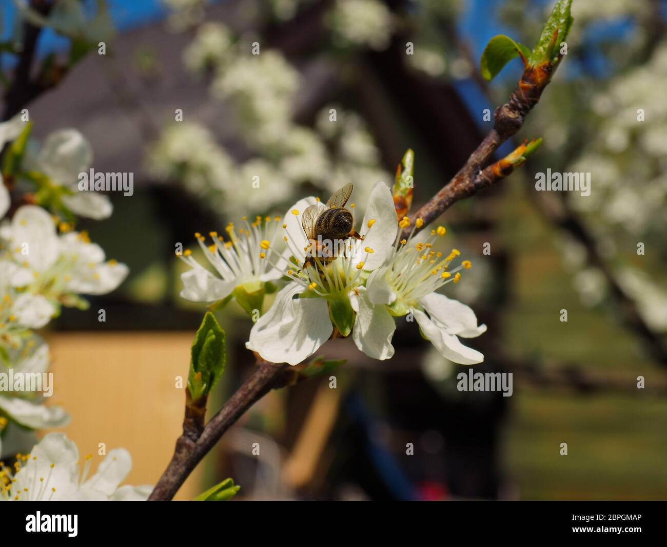 apple tree blossoms with bee Stock Photo Alamy