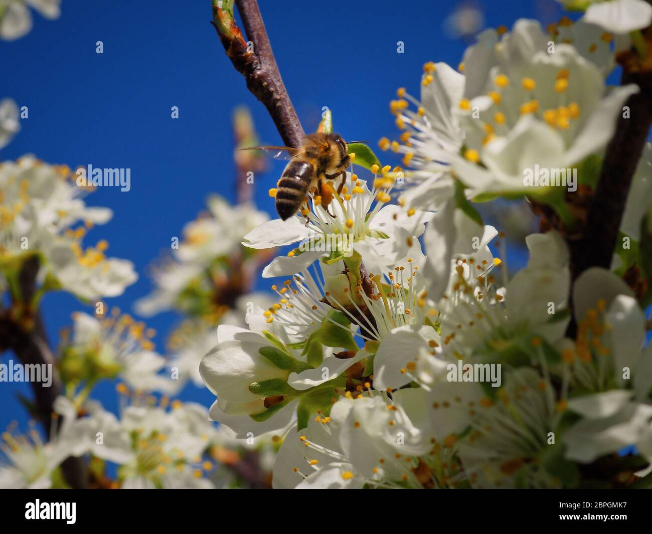 apple tree blossoms with bee Stock Photo Alamy
