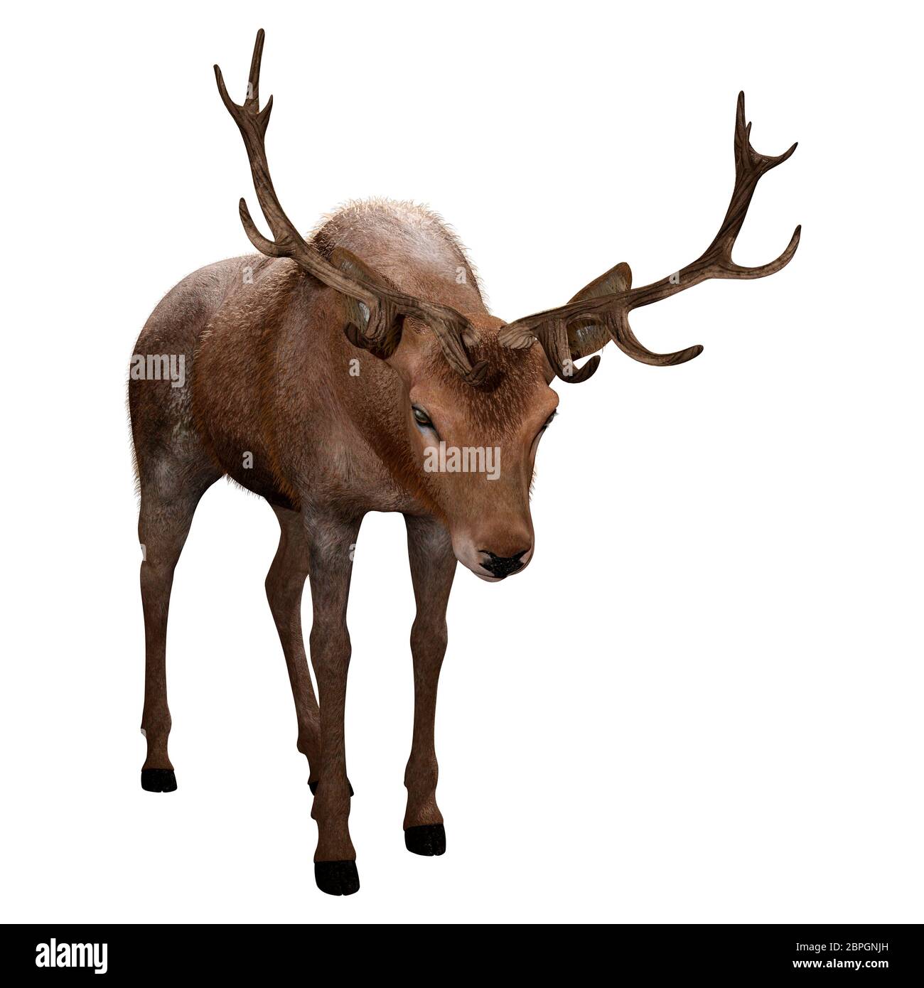 3D rendering of a male deer isolated on white background Stock Photo ...