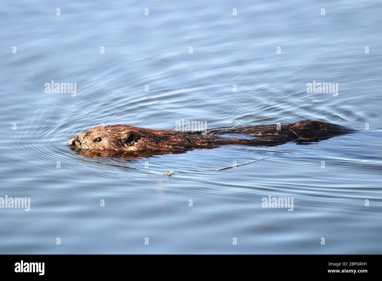Ripples around a beaver swimming in water Stock Photo - Alamy