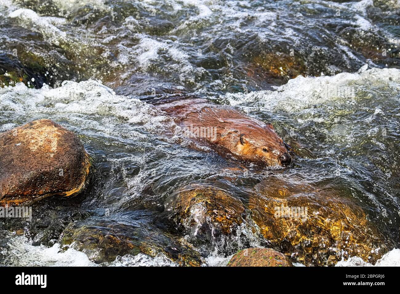 A beaver swimming downstream over rock rapids Stock Photo Alamy