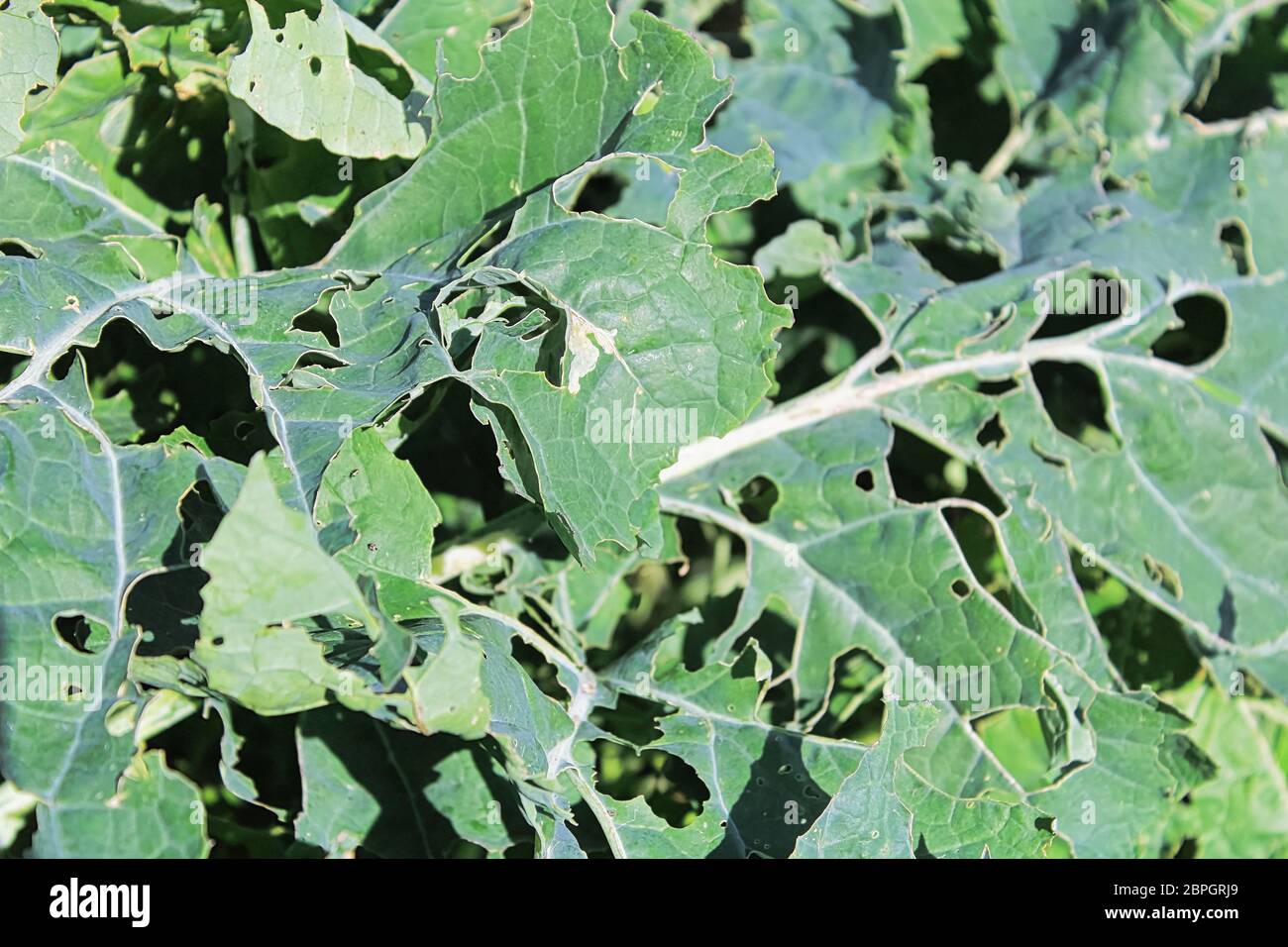 Cabbage Moth damage seen on broccoli leaves. Stock Photo