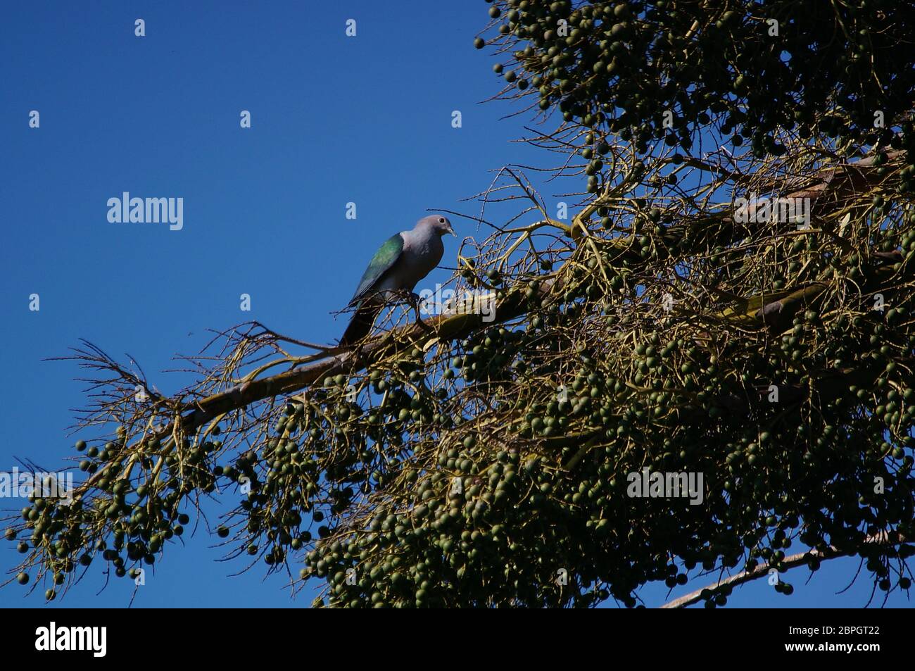 The green imperial dove (Ducula aenea) is a large forest pigeon perching on the branches of the palm tree. Stock Photo